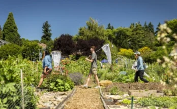 How repeating decades old experiments can help us understand how organisms change over time