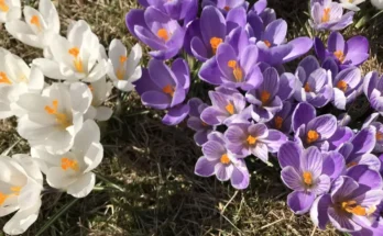 UW Researcher Discusses How Plants Know When its Time to Bloom in the Spring UW News