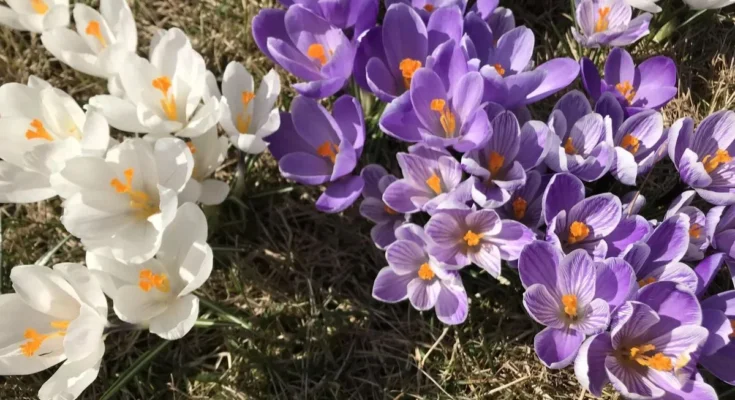 UW Researcher Discusses How Plants Know When its Time to Bloom in the Spring UW News